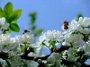 FowersAndBees